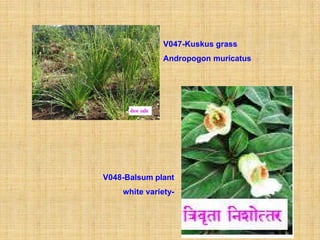 V047-Kuskus grass
               Andropogon muricatus




V048-Balsum plant
    white variety-
 