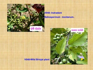 V048- Indradant
                  Baliospermum montanum.




V048-Wild Brinjal plant
 