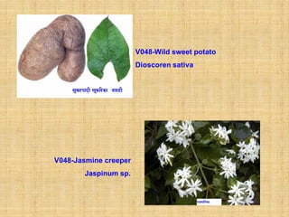V048-Wild sweet potato
                       Dioscoren sativa




V048-Jasmine creeper
       Jaspinum sp.
 
