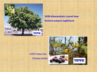 V050-Alexandrain Laurel tree-
             Ochuro-carpus logifolium




V050-Falsa tree-
  Grewia asiatia
 