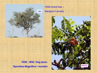 V050-Ankol tree –
                        Alangium Lamarki




      V050 , Wild Hog plum-
Spondias Magnifera / mombin
 