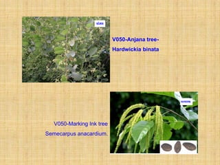 V050-Anjana tree-
                           Hardwickia binata




   V050-Marking Ink tree
Semecarpus anacardium.
 
