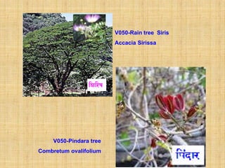 V050-Rain tree Siris
                         Accacia Sirissa




     V050-Pindara tree
Combretum ovalifolium
 