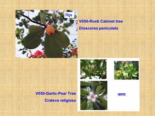 V050-Roxb Cabinet tree
                        Dioscoreo peniculata




V050-Garlic-Pear Tree
    Crateva religiosa
 
