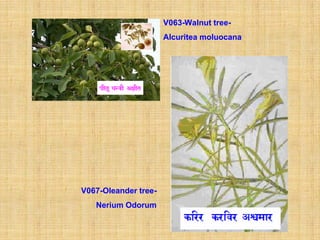 V063-Walnut tree-
                      Alcuritea moluocana




V067-Oleander tree-
   Nerium Odorum
 