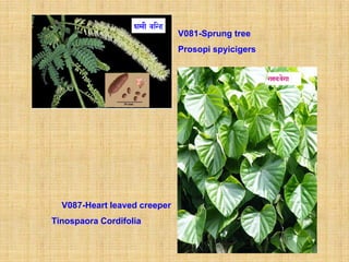 V081-Sprung tree
                              Prosopi spyicigers




  V087-Heart leaved creeper
Tinospaora Cordifolia
 