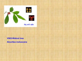 V063-Walnut tree
Alcuritea moluocana
 