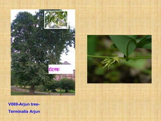 V069-Arjun tree-
Terminalia Arjun
 