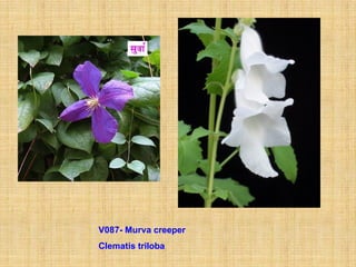 V087- Murva creeper
Clematis triloba
 