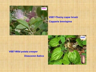 V087-Thorny capar brush
                               Capparis brevispina




V087-Wild potata creeper
            Dioscoren Sativa
 