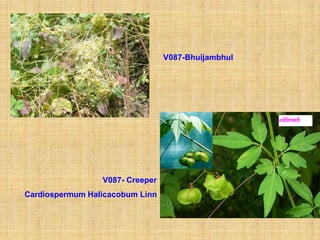 V087-Bhuijambhul




                 V087- Creeper
Cardiospermum Halicacobum Linn
 