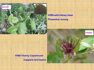 V088-wild kidney bean
                            Phaseolus munog




V088-Thorny Caparbrush
      Capparis brevispina
 