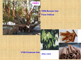 V096-Bunyan tree
                    Ficus Indicus




V100-Cinamum tree
 