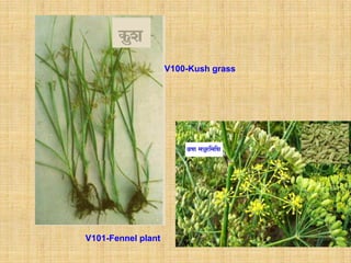 V100-Kush grass




V101-Fennel plant
 