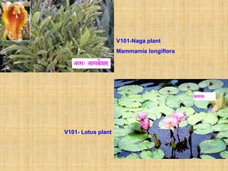 V101-Naga plant
                    Mammamia longiflora




V101- Lotus plant
 