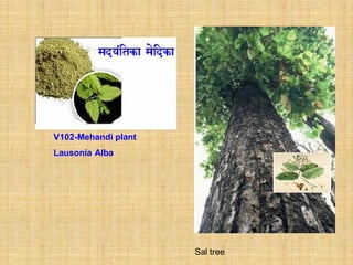 V102-Mehandi plant
Lausonia Alba




                     Sal tree
 