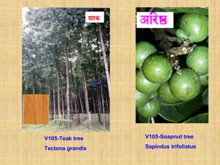 Soapnut




V105-Teak tree              V105-Soapnut tree

Tectona grandis             Sapindus trifoliatus
 