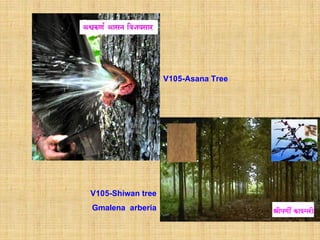 V105-Asana Tree




V105-Shiwan tree
Gmalena arberia
 