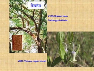 V105-Sissoo tree-
                          Dalbergia latifolia




V087-Thorny capar brush
 