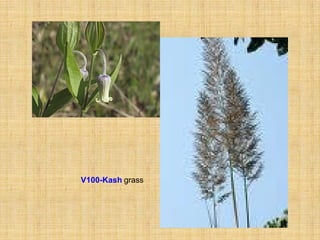 V100-Kash grass
 