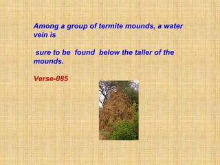 Among a group of termite mounds, a water
vein is

sure to be found below the taller of the
mounds.

Verse-085
 