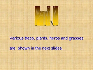 Various trees, plants, herbs and grasses

are shown in the next slides.
 