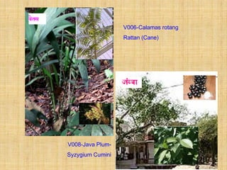 V006-Calamas rotang
                  Rattan (Cane)




V008-Java Plum-
Syzygium Cumini
 