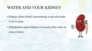WATER AND YOUR KIDNEY
• Kidneys filters blood, concentrating waste and sends
it out in urine
• Dehydration causes kidneys to recycles dirty water to
remove waste
 