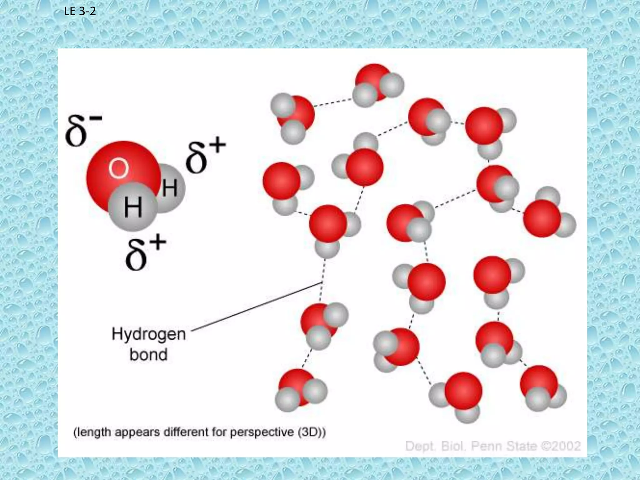 Which atom has a stronger pull for electrons?The one that is bigger…oxygenElectrons are shared but they spend more time around Oxygen atom than the hydrogen atomsThis makes water a…Polar MoleculeUneven sharing of electrons