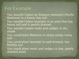You wouldn’t plant an Arbutus menziesii (Pacific
Madrone) in a heavy clay soil
You wouldn’t plant lavender in an area that has
heavy soil and is poorly drained
You wouldn’t plant reeds and sedges in dry
shade
You could plant Madrone in sharp sandy/rocky
soil
You could plant lavender in well drained, low
fertility soil
You could plant reeds and sedges in low, poorly
drained areas
 