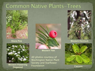 Shore Pine                                  Western Hemlock



                            Western Yew


                    All photos courtesy of
                    Washington Native Plant
                    Society and Starflower
Western Flowering   Foundation                   Cascara
    Dogwood
 