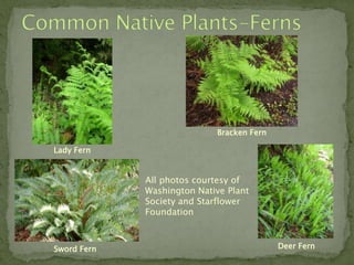 Bracken Fern

Lady Fern


             All photos courtesy of
             Washington Native Plant
             Society and Starflower
             Foundation



Sword Fern                                 Deer Fern
 