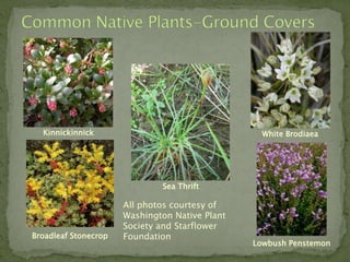 Kinnickinnick                                   White Brodiaea




                              Sea Thrift

                      All photos courtesy of
                      Washington Native Plant
                      Society and Starflower
Broadleaf Stonecrop   Foundation
                                                Lowbush Penstemon
 