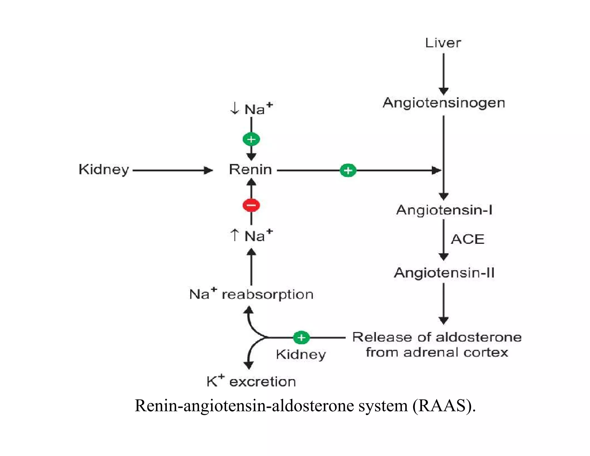 Renin-angiotensin-aldosterone system (RAAS).
 