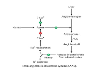 Renin-angiotensin-aldosterone system (RAAS).
 