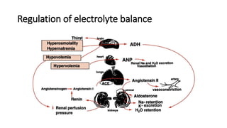 Regulation of electrolyte balance
 