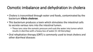 Osmotic imbalance and dehydration in cholera
• Cholera is transmitted through water and foods, contaminated by the
bacterium Vibrio cholerae.
• This bacterium produces a toxin which stimulates the intestinal cells
to secrete various ions into the intestinal lumen.
• These ions raise the osmotic pressure and suck the water into lumen which
results in diarrhea with a heavy loss of water (5–10 liters/day)
• Oral rehydration therapy (ORT) is commonly used to treat cholera and
other diarrheal diseases
 