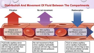 Distribution And Movement Of Fluid Between The Compartments
 