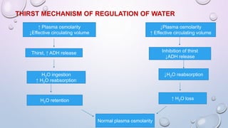 THIRST MECHANISM OF REGULATION OF WATER
↑ Plasma osmolarity
↓Effective circulating volume
Thirst, ↑ ADH release
H2O ingestion
↑ H2O reabsorption
H2O retention
Normal plasma osmolarity
↓Plasma osmolarity
↑ Effective circulating volume
Inhibition of thirst
↓ADH release
↑ H2O loss
↓H2O reabsorption
 