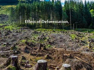 Effect ofDeforestation,
 