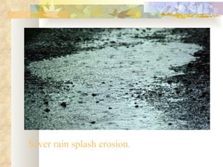 Sever rain splash erosion.
 