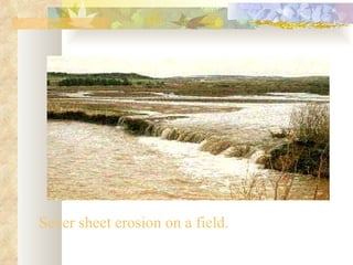 Sever sheet erosion on a field.
 