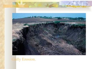Gully Erosion.
 