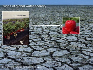 Signs of global water scarcity 
Strawberries for export 
Coto Doñana National Park, southern Spain 
 