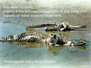 The water footprint:
making a link between consumption in one place and
impacts on water systems elsewhere
[Photo: WWF]
Endangered Indus River Dolphin
 