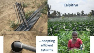 …adopting 
efficient 
systems 
Kalpitiya 
Photos by Herath Manthrithilake (IWMI) 
 
