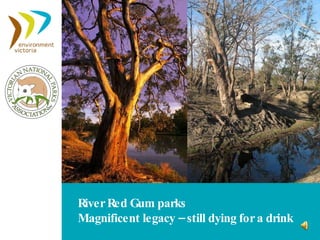 River Red Gum parks Magnificent legacy – still dying for a drink 