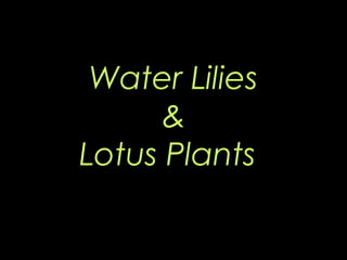 Water Lilies
&
Lotus Plants
 