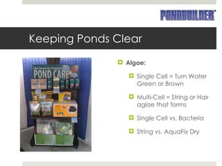 Keeping Ponds Clear Algae: Single Cell = Turn Water Green or Brown Multi-Cell = String or Hair aglae that forms Single Cell vs. Bacteria String vs. AquaFix Dry 