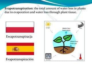 Evapotranspiration: the total amount of water loss in plants
due to evaporation and water loss through plant tissue.
Evapotranspiración
Ewapotranspiracja
 